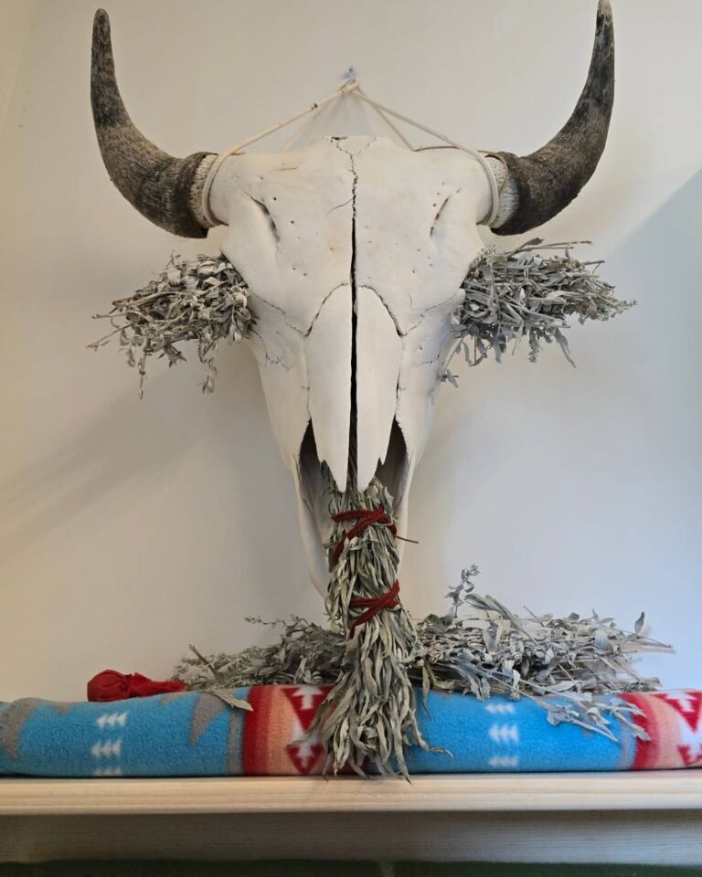 A buffalo skull hangs on a wall. The skull is filled with sage.