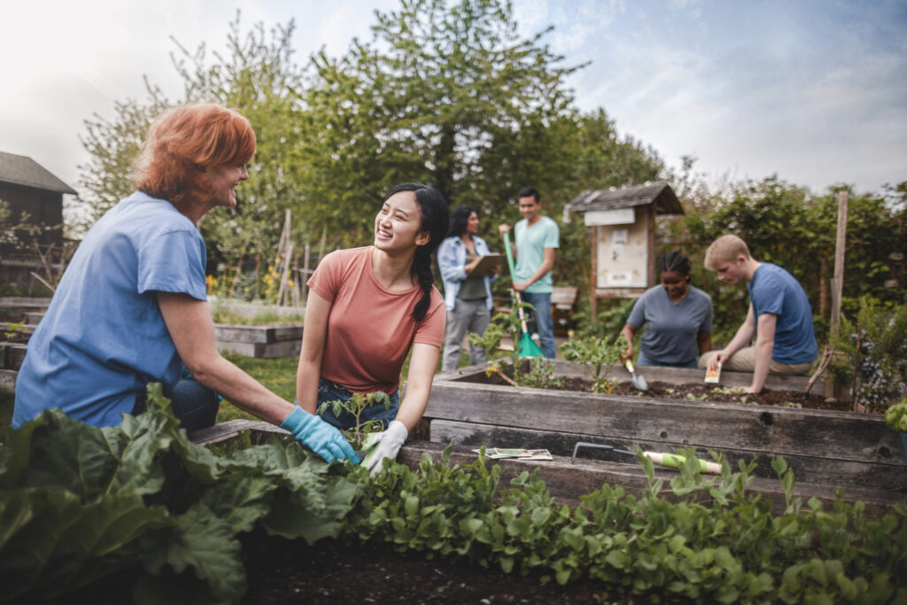 Multiracial group of young men and young women gather as volunteers to plant vegetables in community garden with mature woman project manager